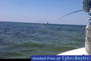 flipping_tarpon