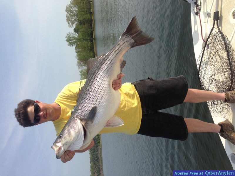 Smith Lake Stripers Are Busting