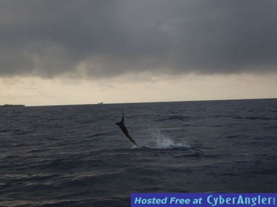 Tailwalking Sailfish