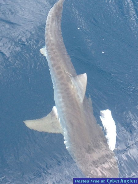 tiger sharks