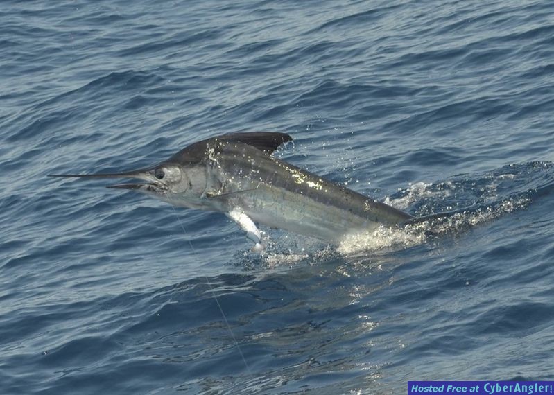 Click to Enlarge Photo