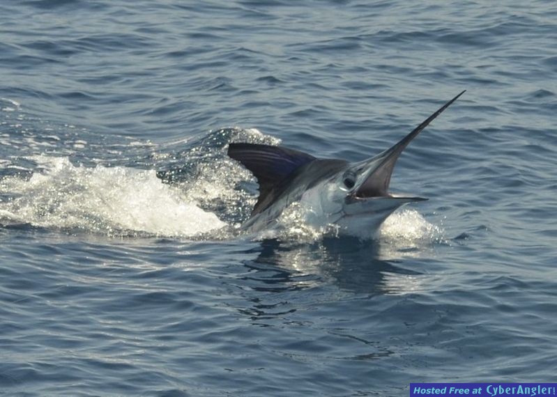 Click to Enlarge Photo