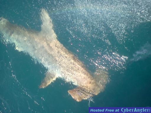 shark