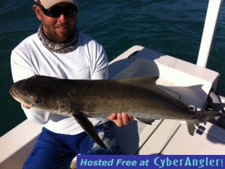 1cobia