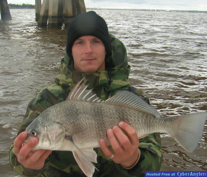 Black_Drum