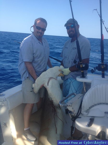 Hammerhead shark Hooked up