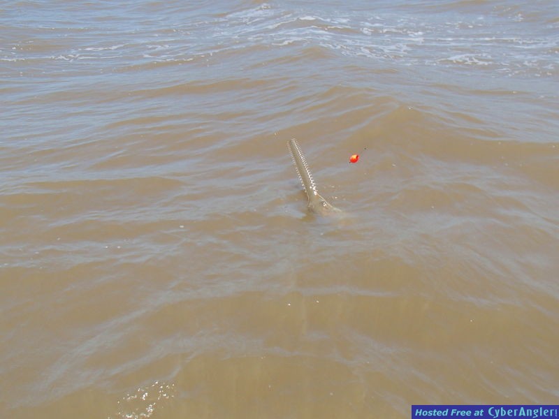 Alex_s_Flamingo_sawfish