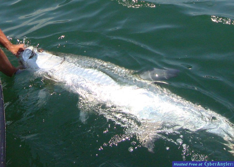 Tampa Bay tarpon action