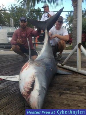 Nice mako shark caught today on sportfishing charter