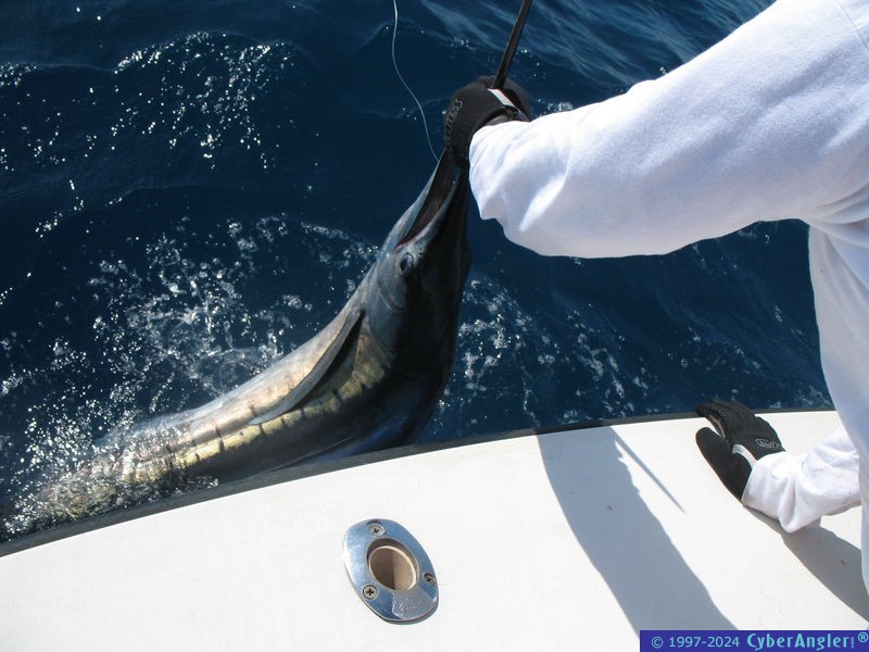 Sailfish release