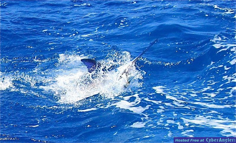 Blue_Marlin_Shaking_face