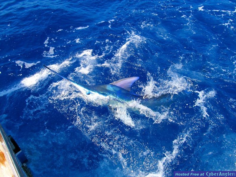Blue_Marlin_Shaking_face_3