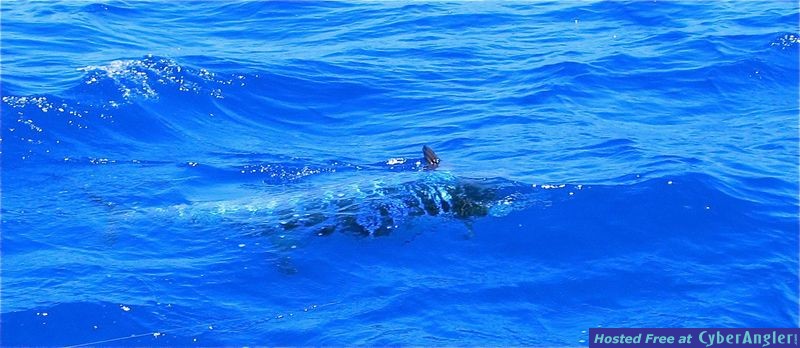 Blue_Marlin_underwater