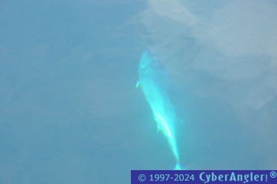 May Fishing in Stuart Ends with a Blow