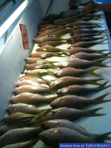 Yellowtail snapper