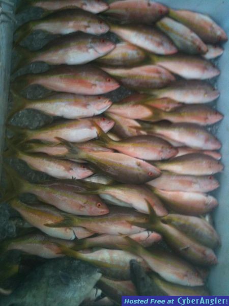 Snapper fishing on Catch My Drift