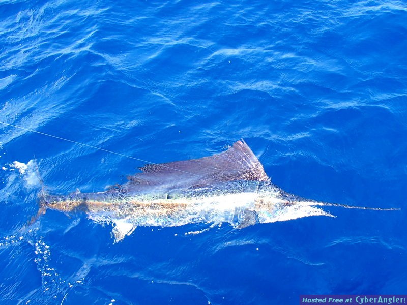 Sailfish_7