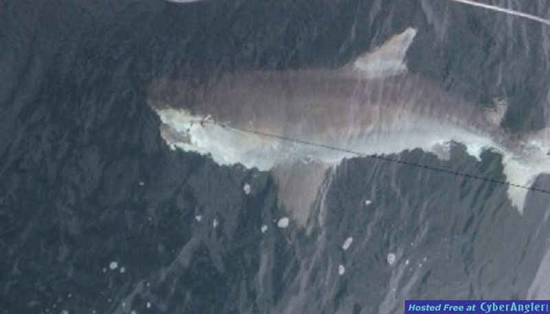 chuck shark
