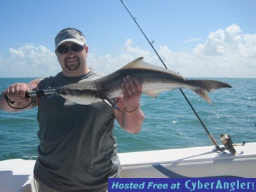 30-inch cobia, released