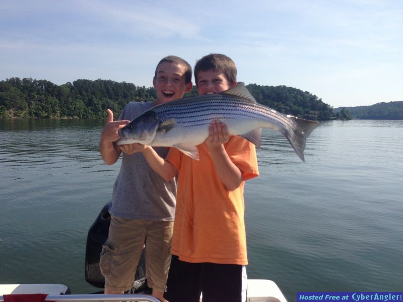 Lewis Smith Lake, Striped Bass