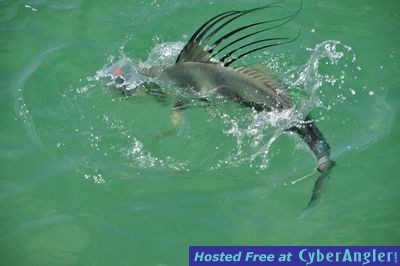 Click to Enlarge Photo