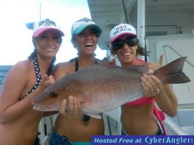 mangrove snapper