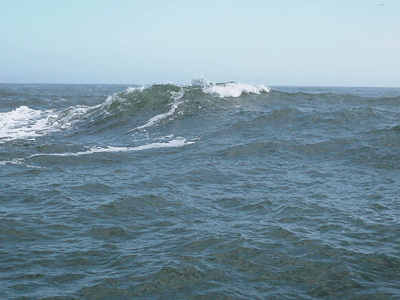 www.captdaves.com