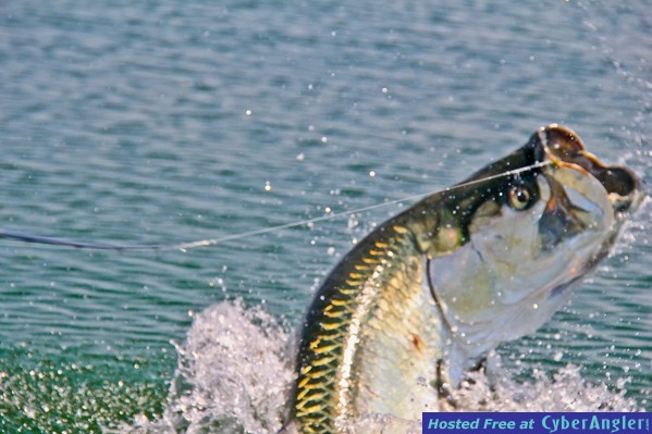 Tarpon fly fishing