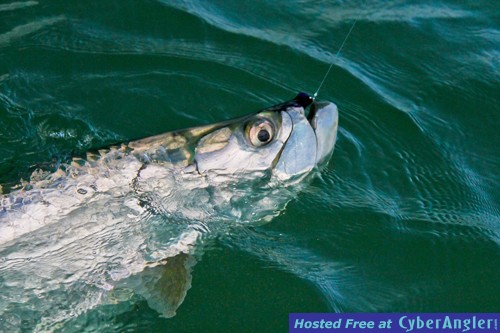 Fly Fishing Tampa