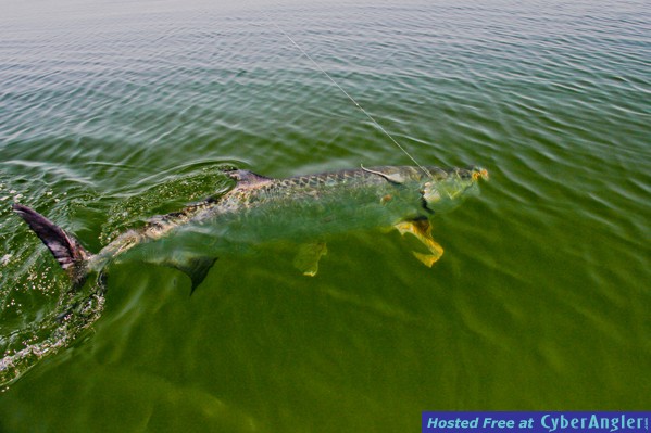 FLy Fishing Tarpon