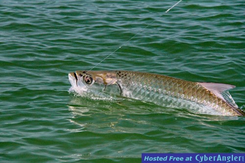 fly fishing tarpon 2