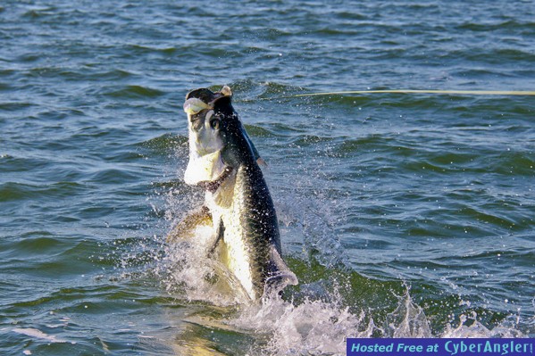 tarpon on fly