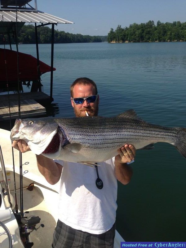 Striped bass lewis smith lake Cullman alabama