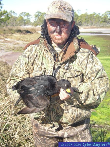 Black_Scoter1