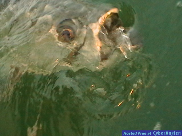 TarponDinner1