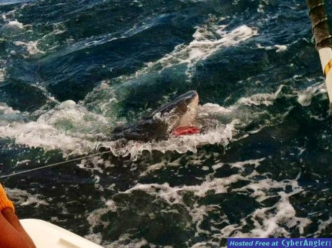 Tiger Shark
