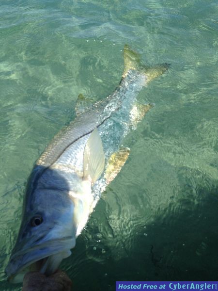 dania-beach-snook