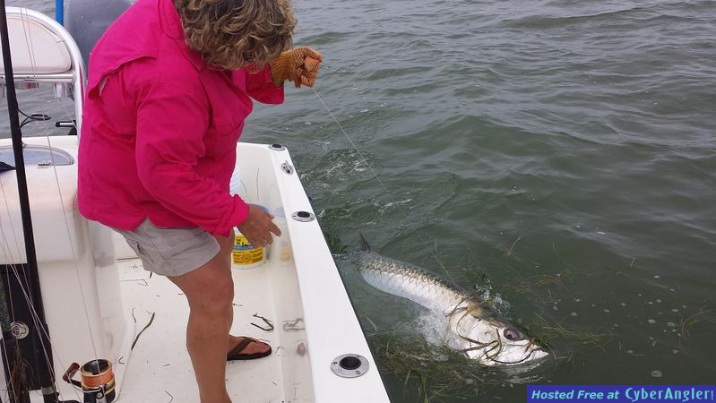 7913tarpon