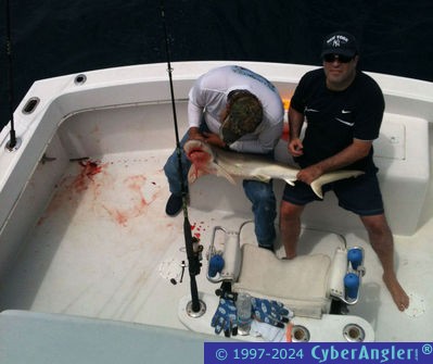 Miami, FL - Round Nose Shark