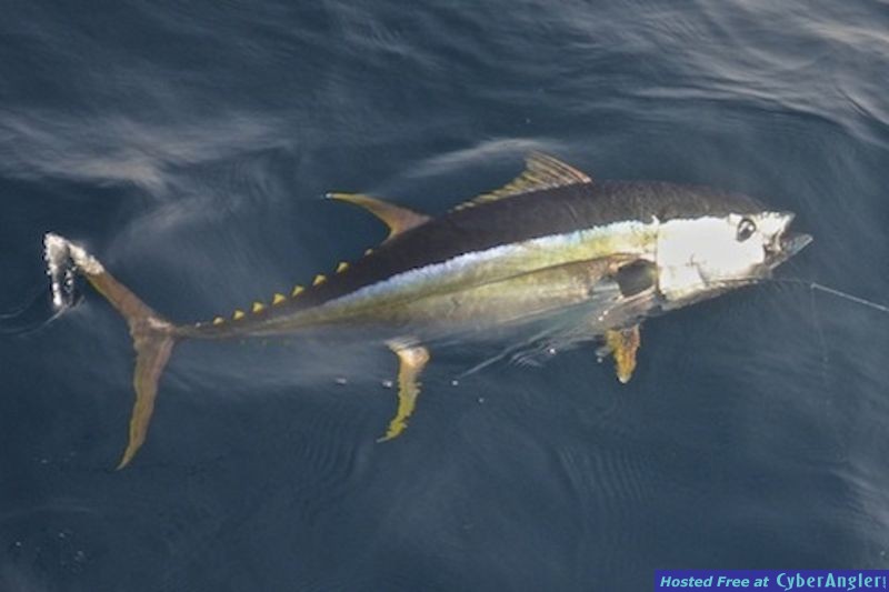 Click to Enlarge Photo