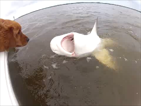 Cooper the Dog and Bull Shark Face Off!