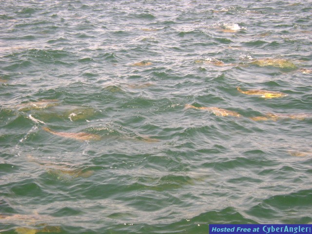 Reds Schooling on the surface