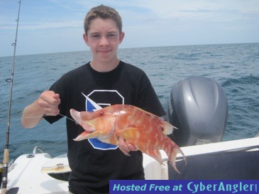 18 1/2 inch hogfish