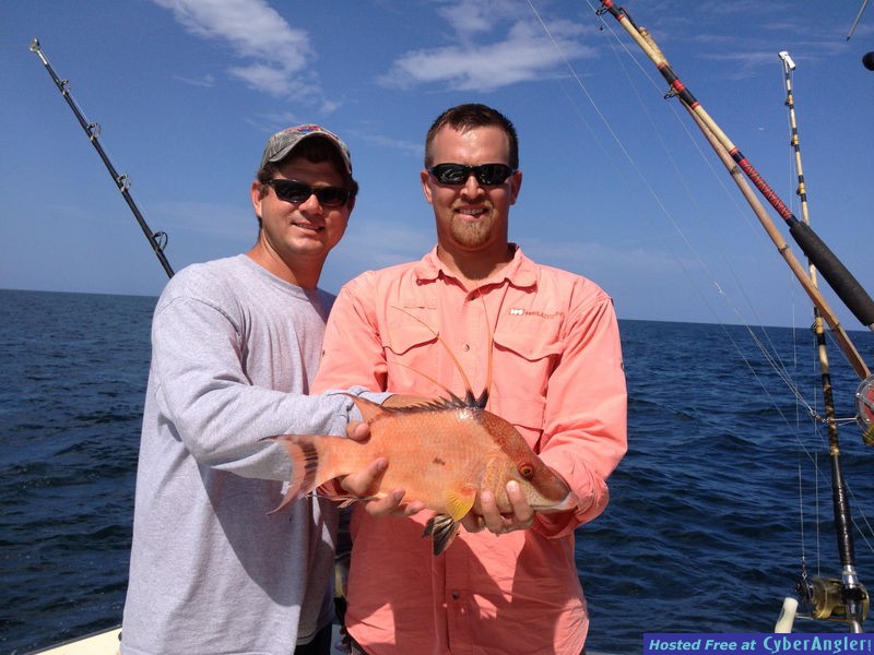 Hogfish