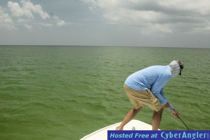 Capt. Rick DePaiva Sarasota fly tarpon fight
