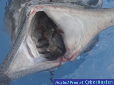 Click to Enlarge Photo