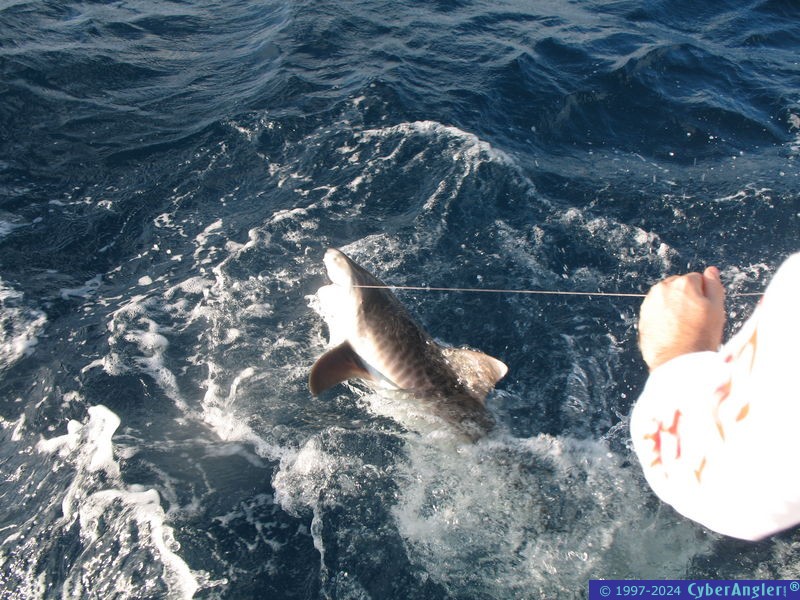 Tigershark