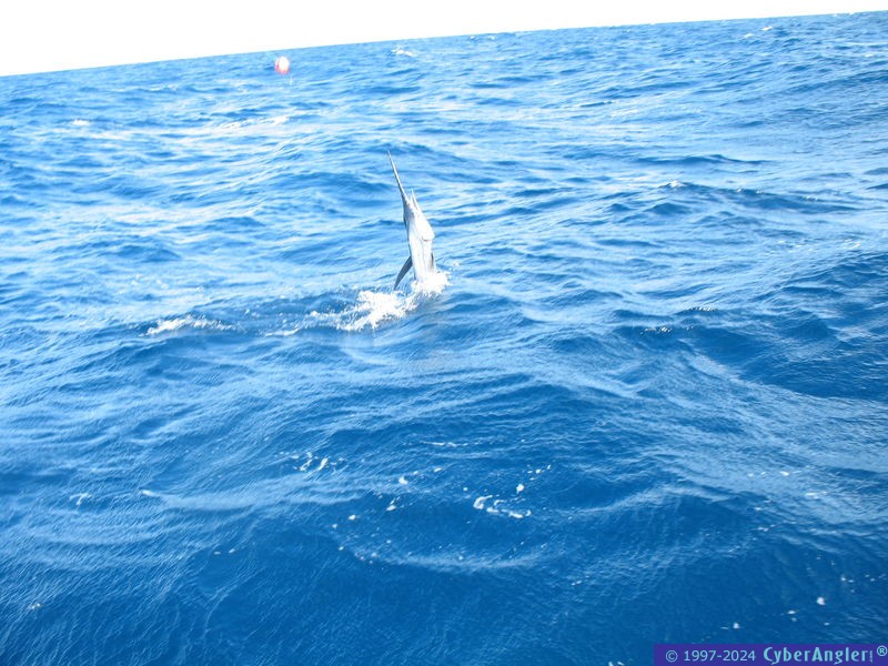 Leaping Sailfish