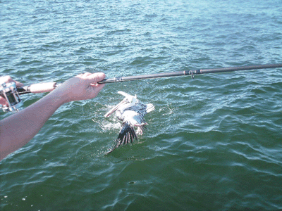 www.captdaves.com
