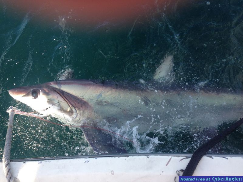 Threasher shark ft lauderdale